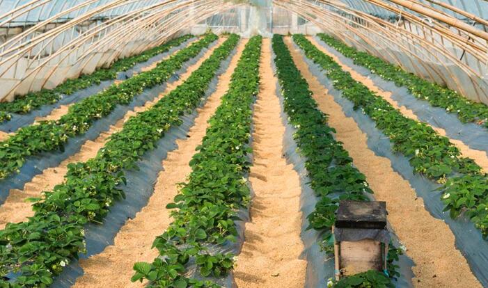 种植大棚草莓有风险吗 南北方种植大棚草莓区别