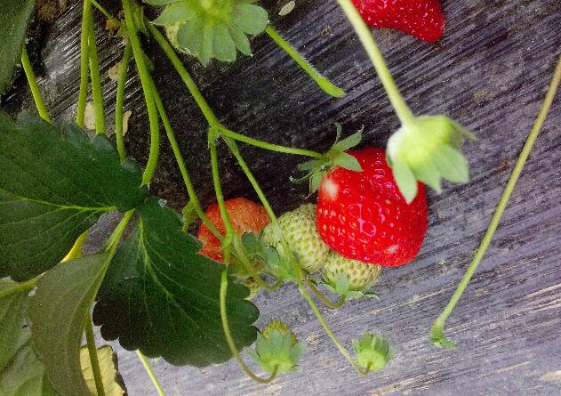 四季草莓一年结几次果 四季草莓的种植方法