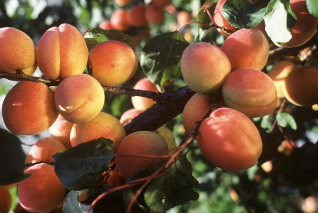 杏子树几年结果 杏子什么品种最好
