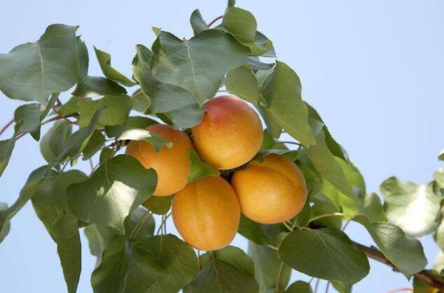 杏子树几年结果 杏子什么品种最好