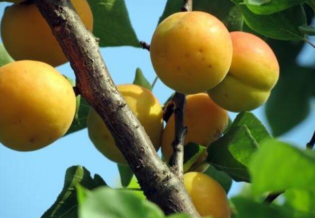 杏子和桃子的区别 青杏子可以吃吗