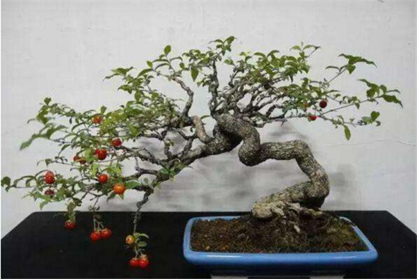 樱桃籽可以种成小盆栽吗 樱桃籽种成小盆栽方法