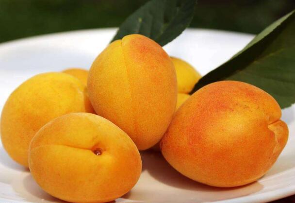吃杏子的好处与坏处 杏子不能和什么一起吃