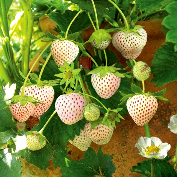 菠萝莓图片大全大图，好吃好看的白草莓