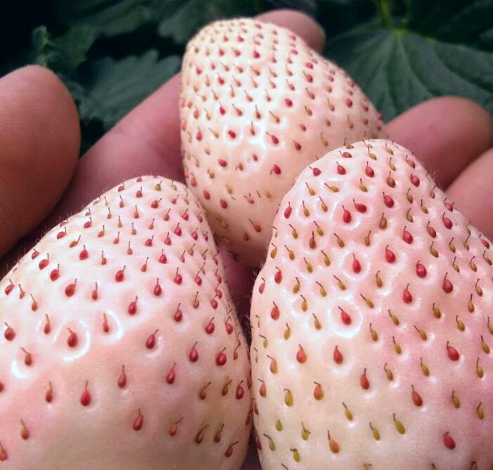 日本菠萝莓图片大全，奶油白草莓图片