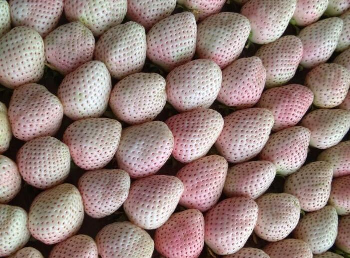 日本菠萝莓图片大全，奶油白草莓图片