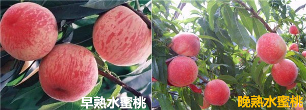 水蜜桃什么时候成熟 水蜜桃季节是几月份