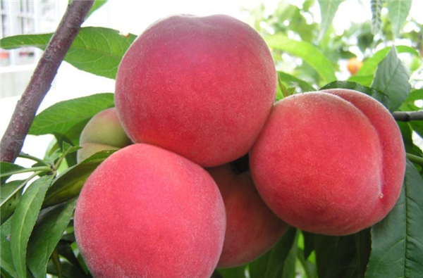 最好的桃树品种是什么 优良的桃树品种有哪些