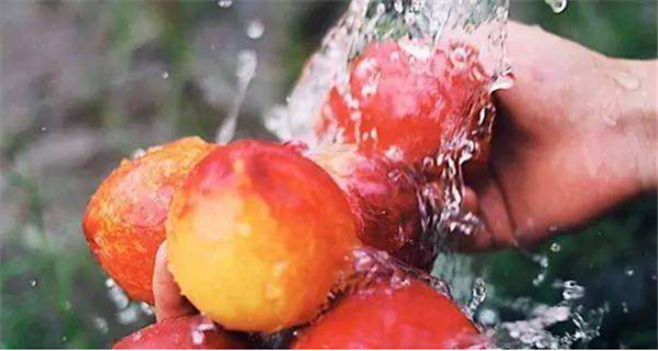 水蜜桃怎么选(图解) 全面了解选购水蜜桃的方法