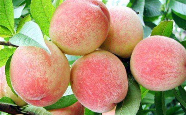水蜜桃属于什么水果 水蜜桃是凉性水果吗