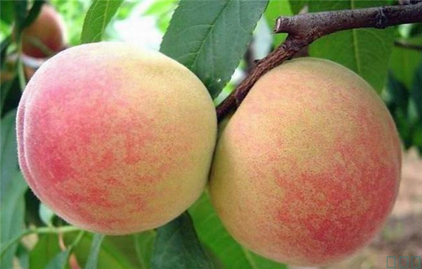 水蜜桃哪里的最好吃 最好吃的水蜜桃品种