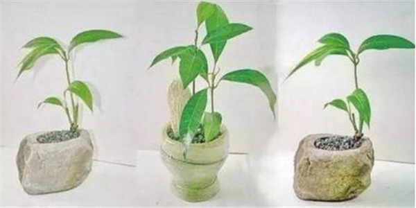 芒果盆栽种植方法(图解) 芒果盆景怎么养