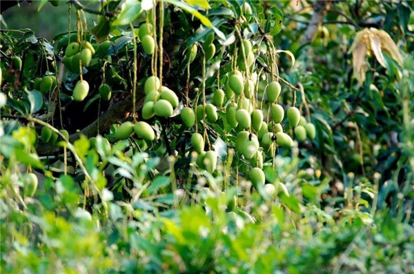 芒果适合什么地方种植 芒果种植几年可以挂果