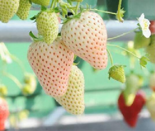 菠萝莓图片大全大图 什么是菠萝莓(白色草莓)