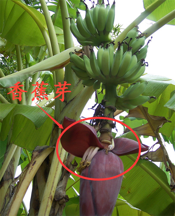 香蕉树是怎么长出来的 香蕉树成熟后要被砍是为什么