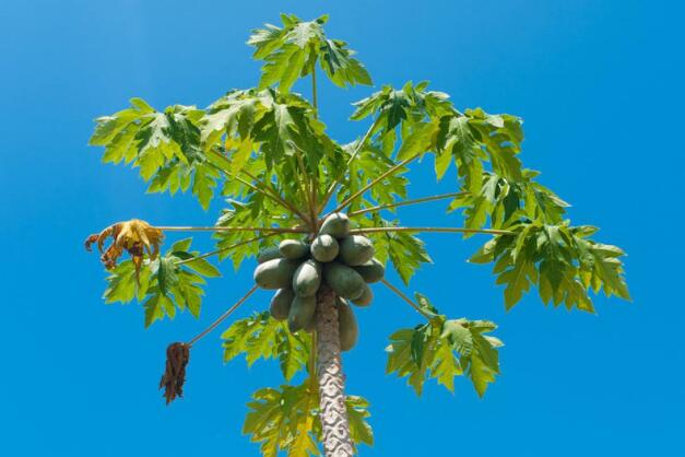 木瓜树几年能结果 木瓜树种植需要注意什么