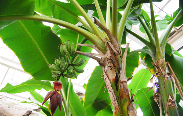香蕉树为什么不是树 香蕉树是草本植物不是树