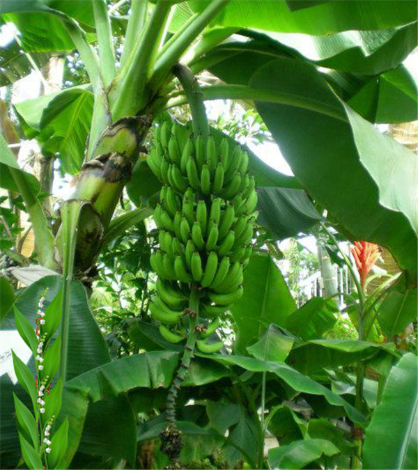 香蕉树为什么不是树 香蕉树是草本植物不是树