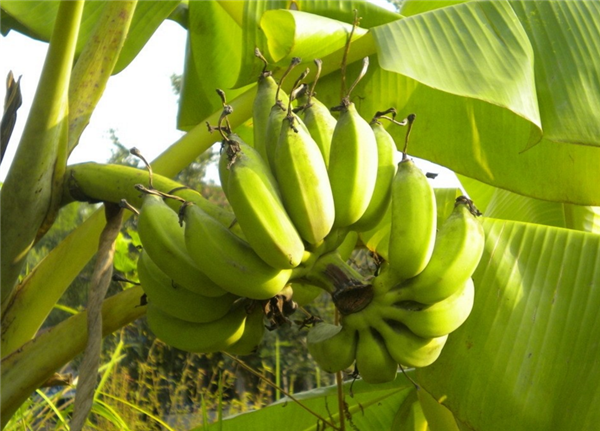 香蕉树多少年才结果 香蕉树为何一年四季都会结果