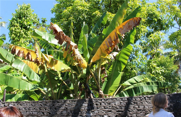 香蕉树为什么要砍 为什么门口不种香蕉树