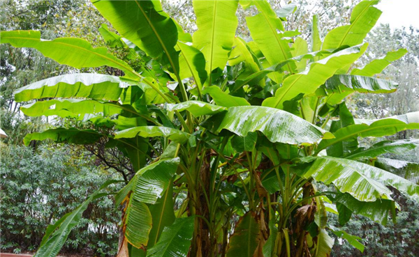 香蕉树和芭蕉树的区别 芭蕉树和香蕉树要从果实区别