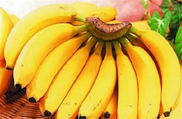 香蕉树和芭蕉树的区别 芭蕉树和香蕉树要从果实区别