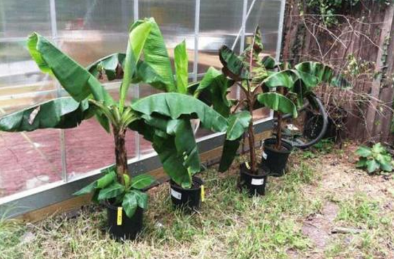 香蕉树在北方能种植吗 香蕉树怎么种植