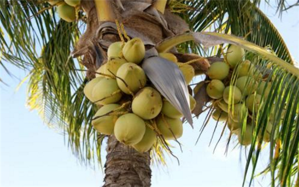 椰子产地在哪里，椰子多产于沿海热带地区