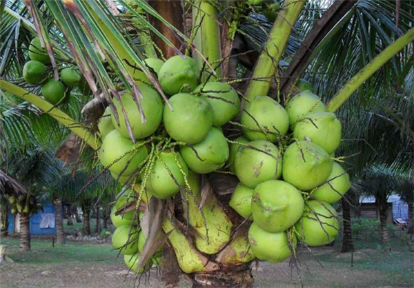 椰青和椰子的区别 椰青是椰子成熟的一个过程