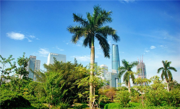 中国哪里有椰子树 椰子树怎么种植