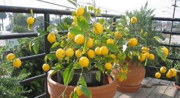 柠檬树怎么养 柠檬树能在室内养吗