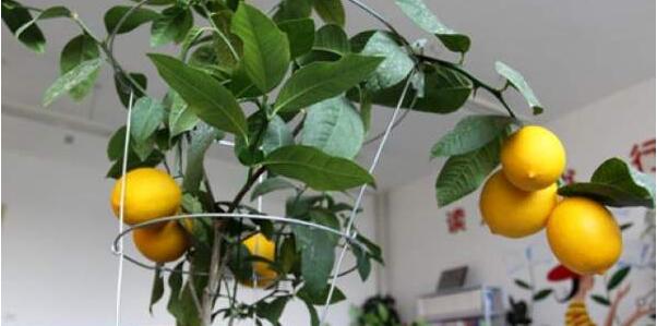 柠檬树怎么养 柠檬树能在室内养吗