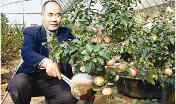 盆栽柠檬树的养殖方法和注意事项