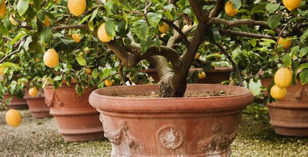 家里可以种柠檬树吗 家里种柠檬树好吗