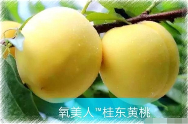黄桃什么季节成熟(7月中旬) 各品种黄桃成熟时期