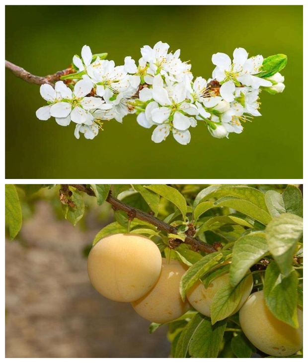 李子几月份成熟，李子的成熟季节(7-8月份)