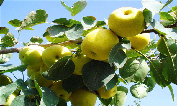 梨子几月份熟，梨子的成熟季节（7-8月份）