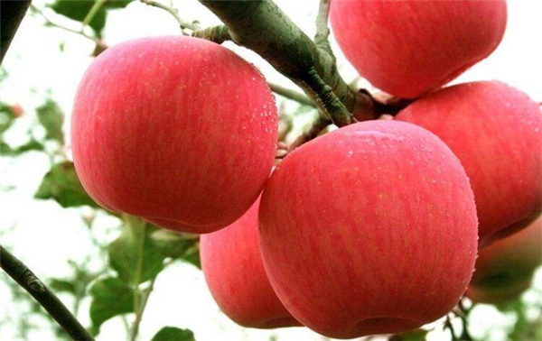 红肉苹果图片 全面了解红肉苹果 红肉苹果您见过吗