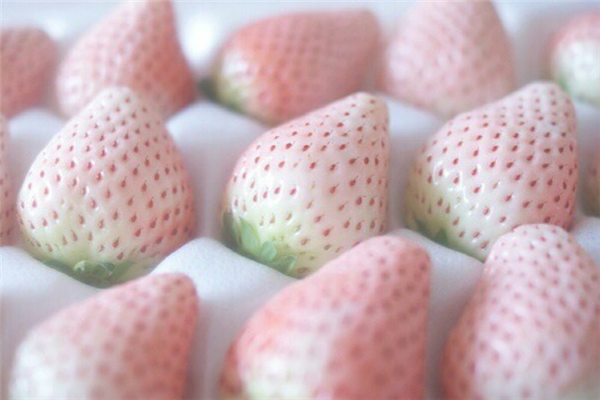 菠萝莓和白草莓的区别 菠萝莓上有可爱的小红痣