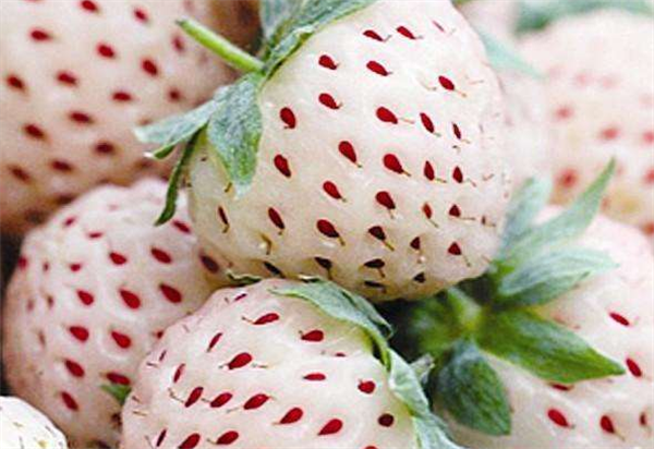 菠萝莓图片 菠萝莓种植图片 菠萝莓不是白草莓