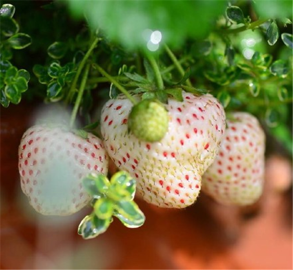 菠萝莓什么时候种 菠萝莓种植的方法