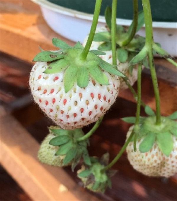 菠萝莓什么时候种 菠萝莓种植的方法