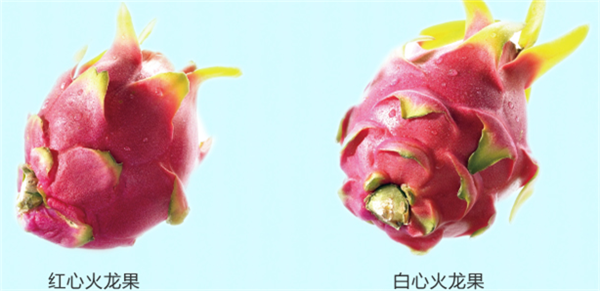 火龙果图片 火龙果盆栽图片 火龙果是仙人掌吗