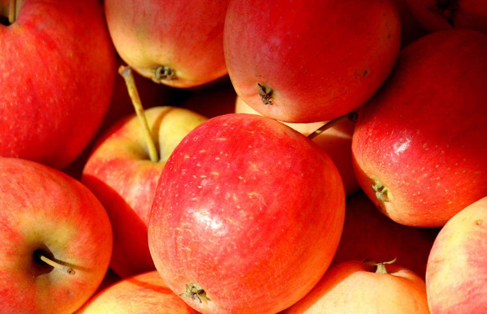 沙果是苹果吗，沙果被称为野苹果但不是苹果
