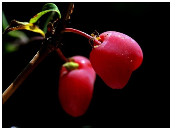 杈杷果产地在哪 杈杷果多少钱一斤 杈杷果好吃吗