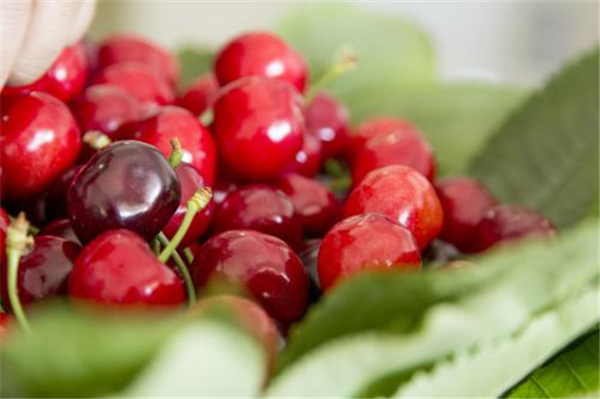 减肥水果排行榜 健康减肥的十大瘦身水果