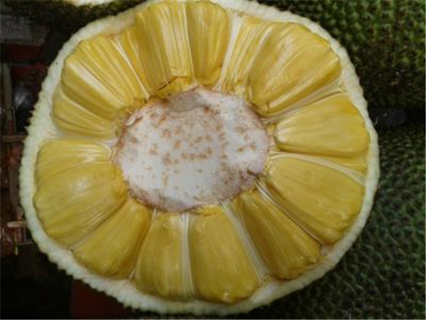 菠萝蜜图片 菠萝蜜图片大全 什么是菠萝蜜