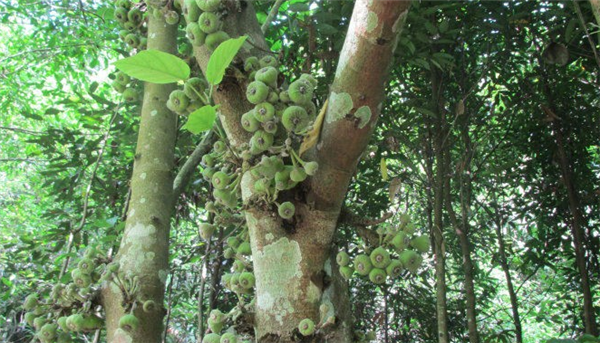 野生无花果有毒吗 无花果的皮有毒