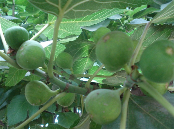 野生无花果有毒吗 无花果的皮有毒