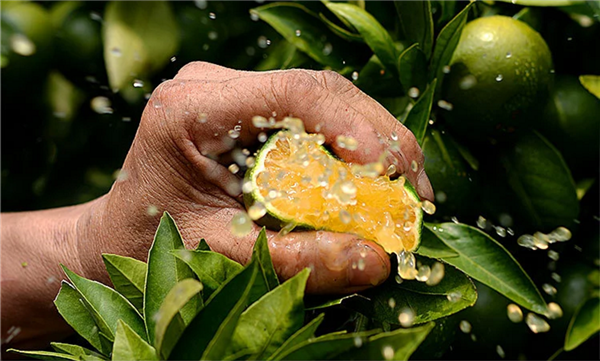 青皮蜜桔几月份成熟 青橘子上市时间在10月份